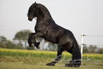 Friese_Tamino90858b.JPG