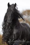 Friese_Tamino90850b.JPG