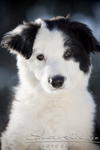 Border_Collie1093.JPG