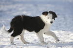 bordercollie.jpg
