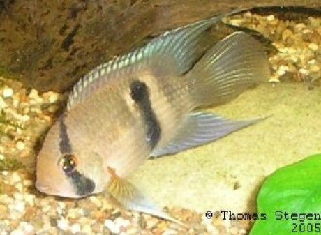 keyholecichlid1full.jpg