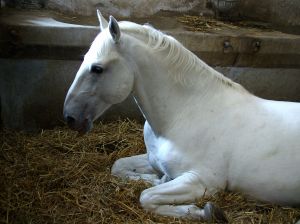 509643_lipican_horse.jpg